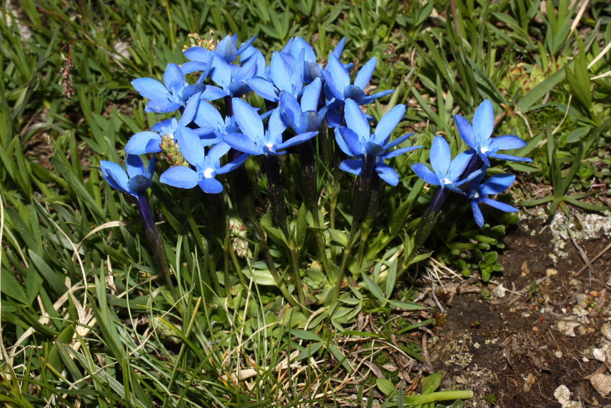 Gentiana bavarica / Genziana bavarese